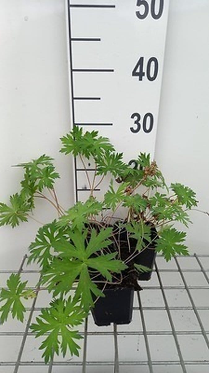 6x Ooievaarsbek - Geranium hybr. 'Spinners' | 9x9 cm pot