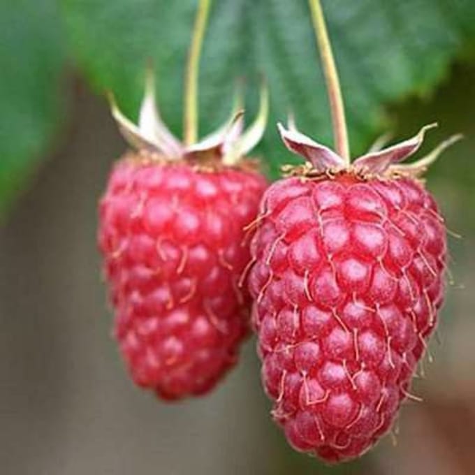 Rubus id. 'Tulameen' - Zomerframboos Struik in pot