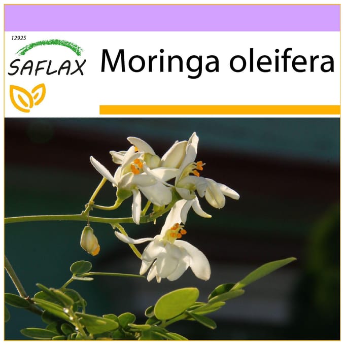 SAFLAX - Raifort - 10 graines - Moringa oleifera