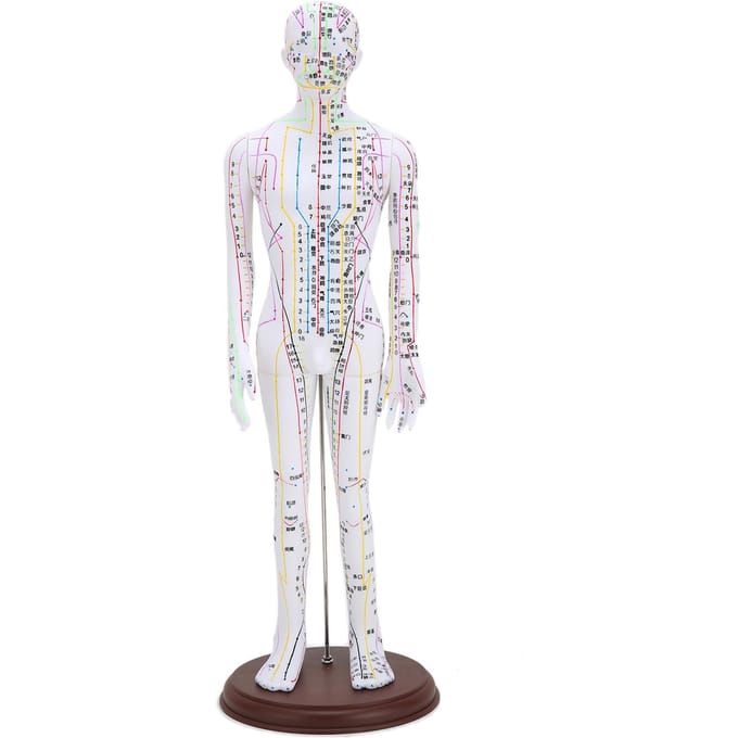 60cm acupunctuurmodel menselijk acupunctuurmeridianenmodel met basis acupunctuurnaaldenset white