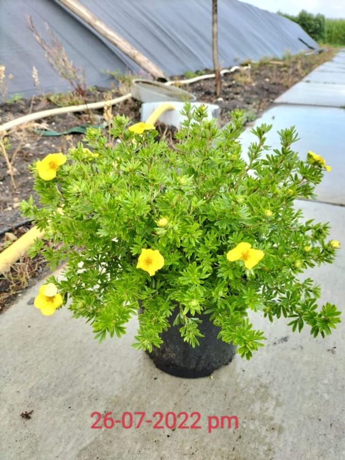 Arbustes de haie - Un ensemble 1 - Potentilla fruticosa 'Kobold' - (3L) 30-40 cm