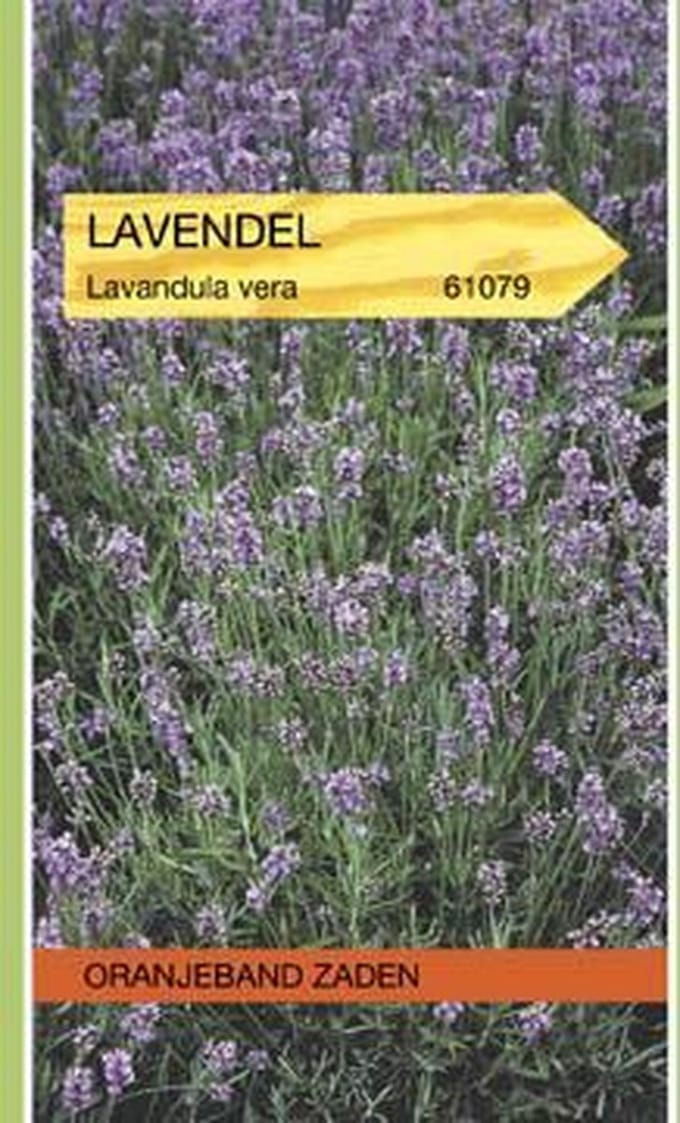 Oranjeband Zaden - Lavendel