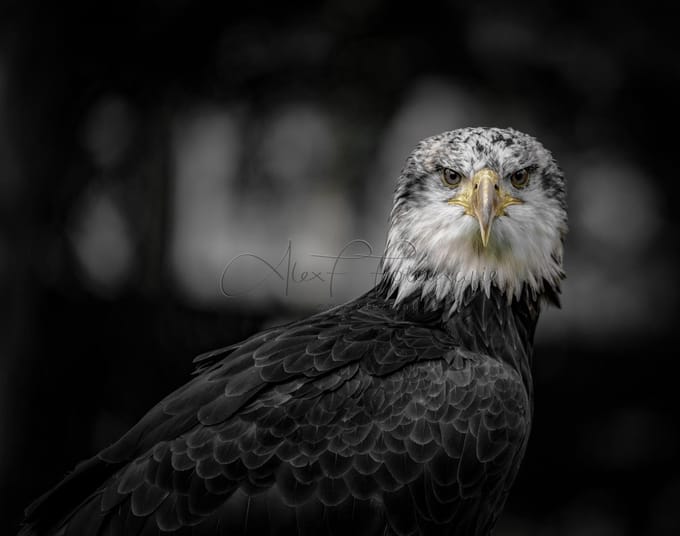 Schilderij | Foto op Canvas, Zeearend (100x70cm)