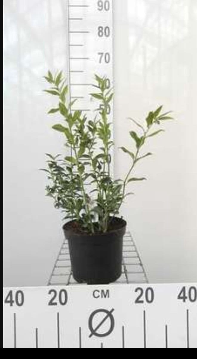 2 x Sarcococca ruscifolia - Vleesbes 20- 25 cm in pot