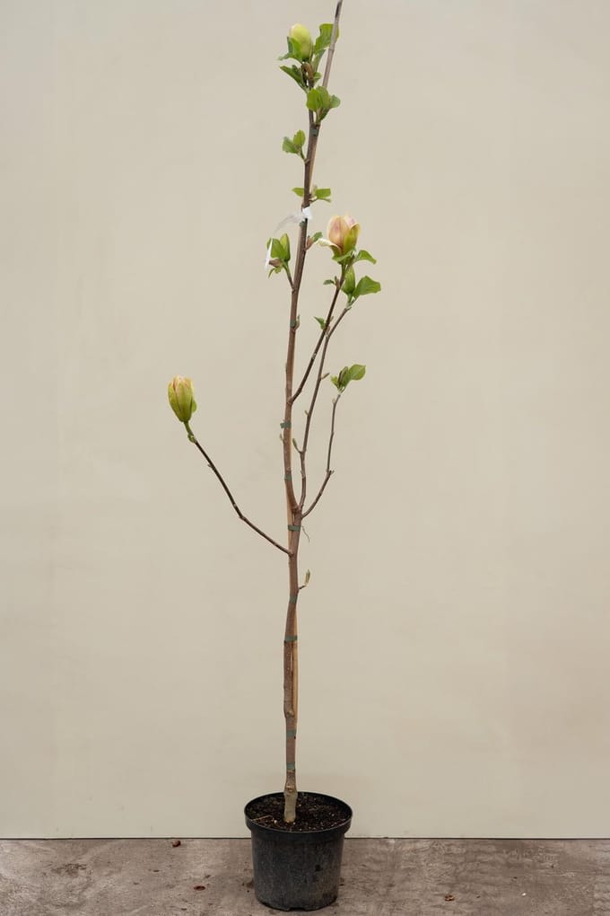 Jonge Beverboom | Magnolia 'Sunsation' | 60-80cm hoogte