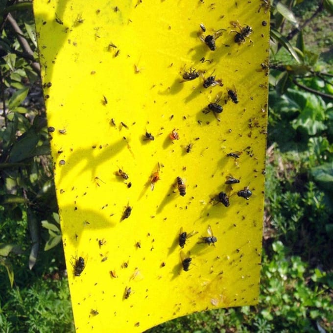 20 stuks Sterke Vliegenvallen Bugs Kleverig Bord Vangen Bladluis Insecten Ongediertemoordenaar 20pcs white