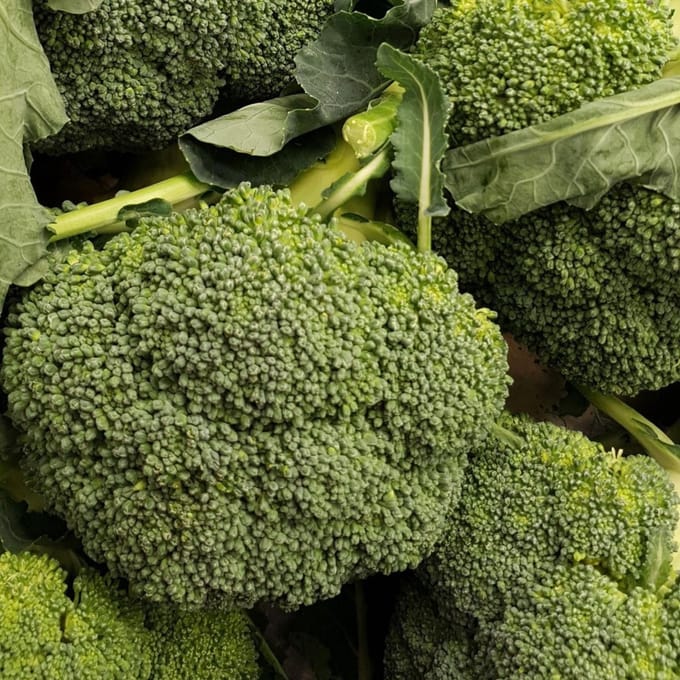 Sluis Garden - Broccoli Calabrese Natalino BIO