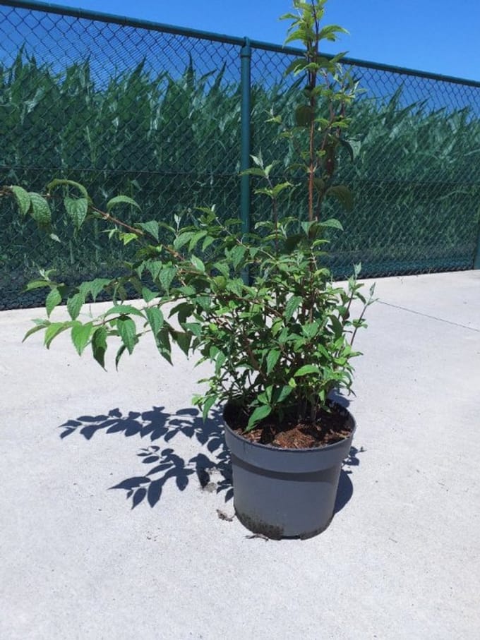 Arbustes de haie - Un ensemble 1 - Deutzia hybrida 'Mont Rose' - (10L) 80-100 cm