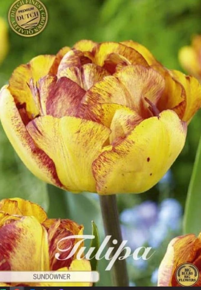 Dutch Finest Quality bloembollen - Tulpen Tulp Double Late Sundowner x7 12/+s