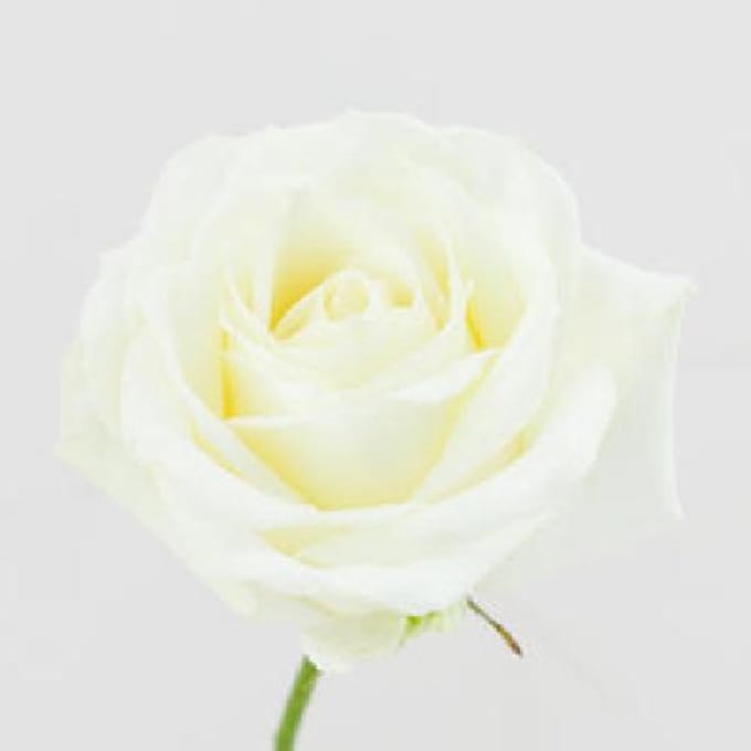 10x Rosa avalanche+ 60cm