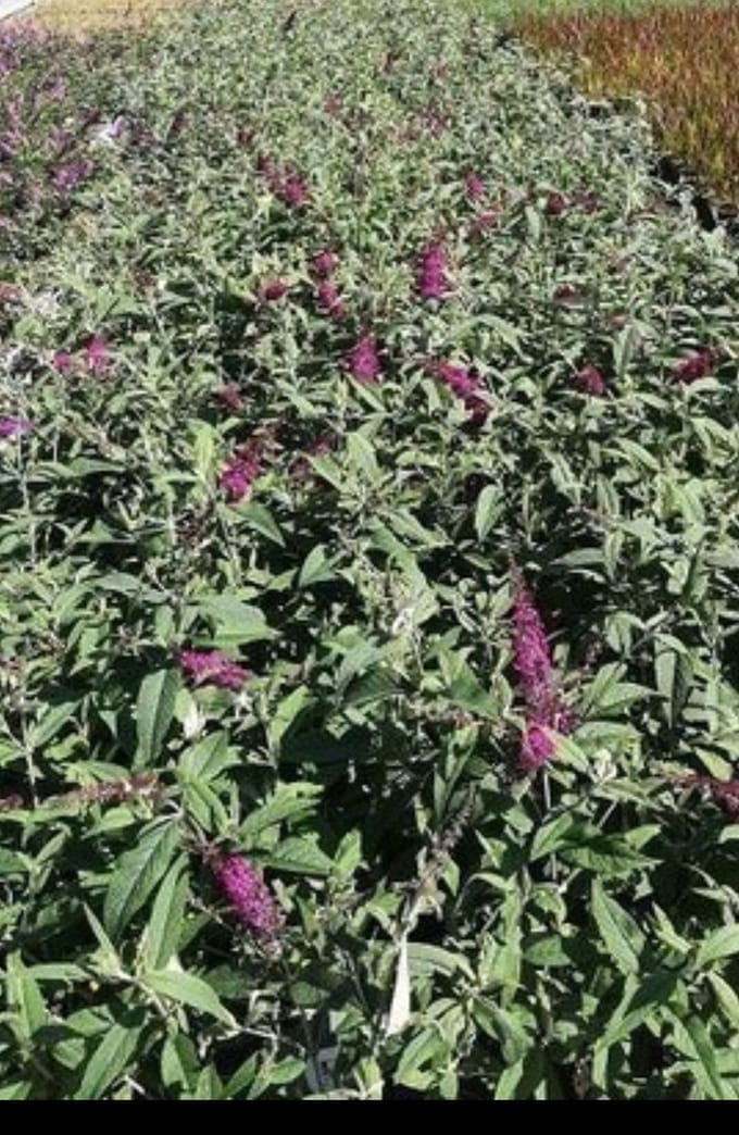 2 x Buddleja dav. 'Mss Ruby'® - Vlinderstruik 50- 60 cm in pot