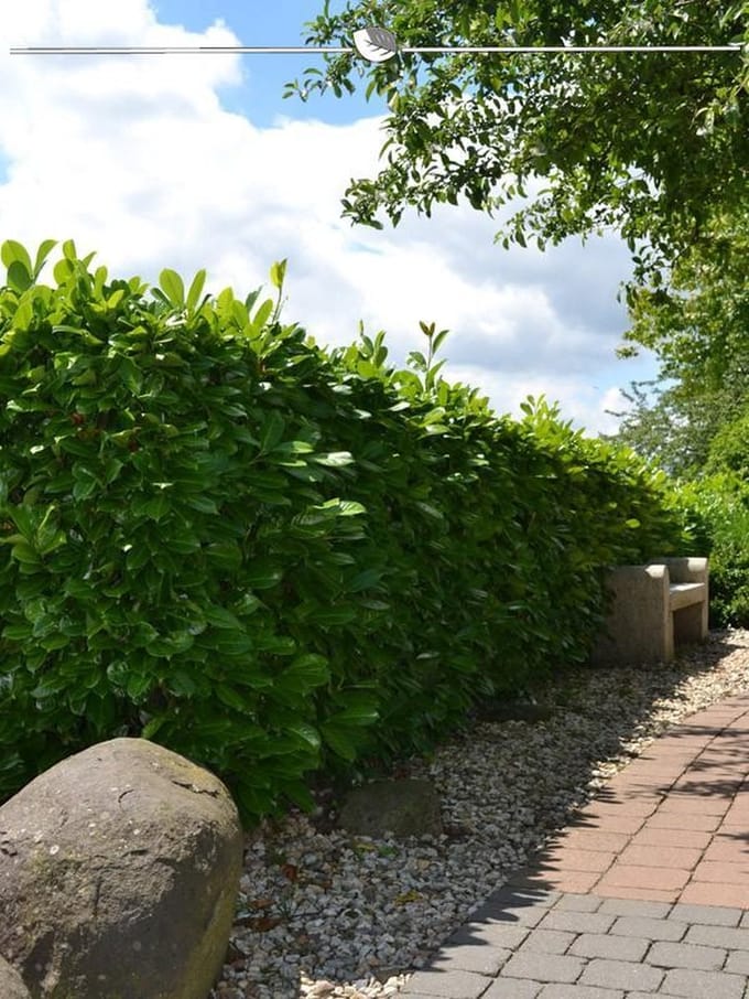 Laurier Prunus Rotundifolia 80-100 cm, 3x Haagplant