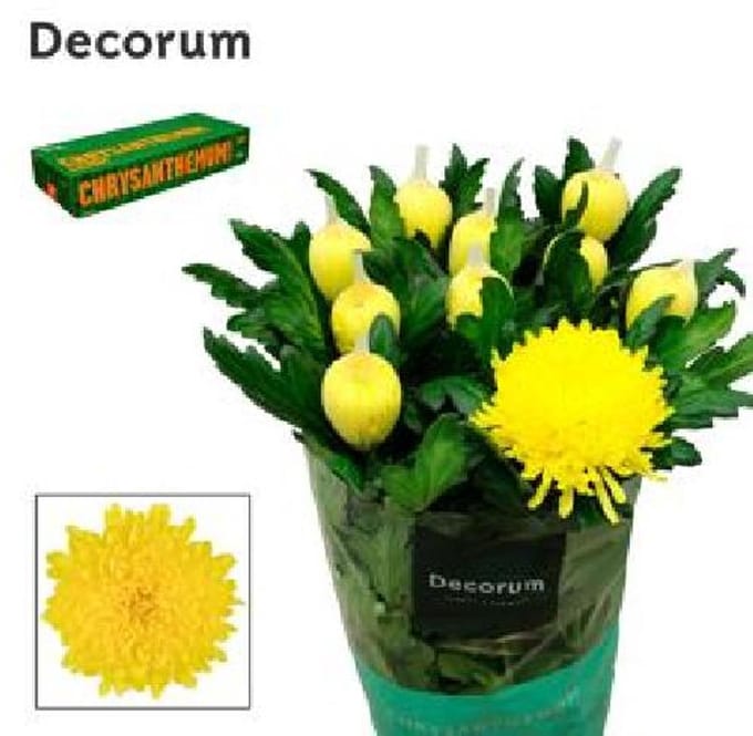 10x Chrysant maracuja 70cm