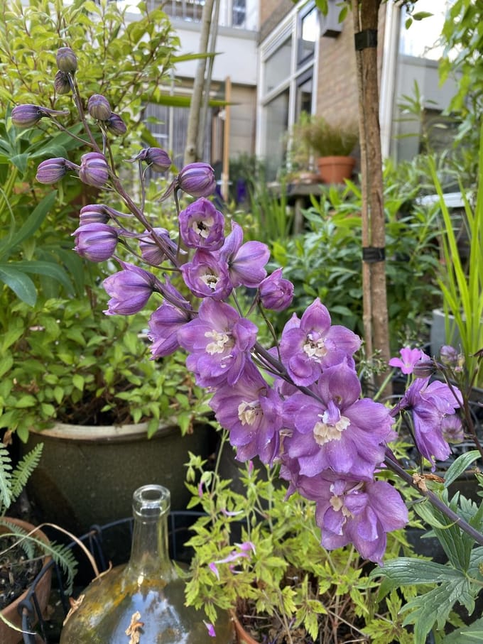 6 x Delphinium (P) 'Astolat' -  Ridderspoor - P9 Pot (9 x 9cm) - Dima Vaste Planten