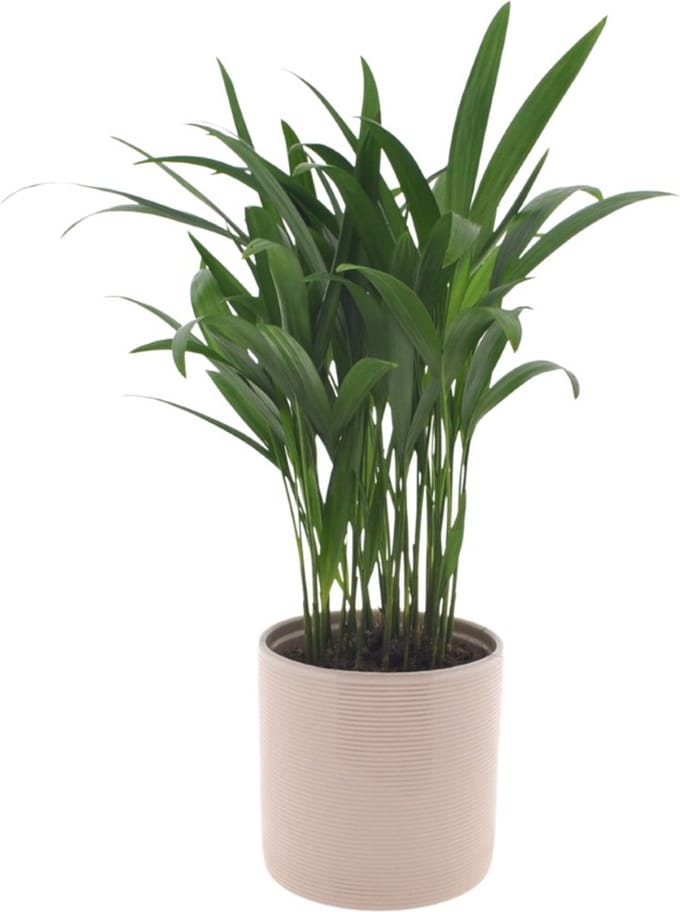 Dypsis Areca | 25cm | met gebroken witte keramieken pot