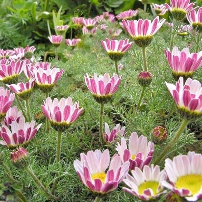 6 x Anacyclus Pyrethrum Depressus - Marokkaanse Kamille pot 9x9cm