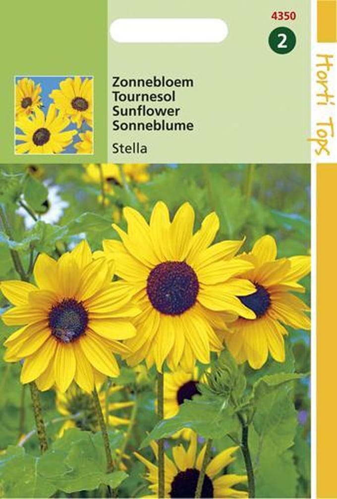 Hortitops Zaden - Helianthus Debilis Geel (Stella)