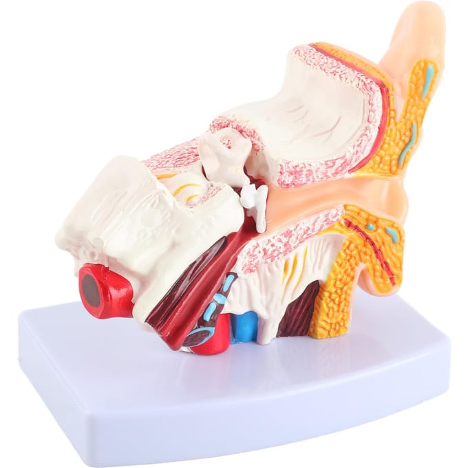 Anatomie du modèle d'oreille 1.5:1 petit modèle d'anatomie humaine de simulation scientifique professionnelle agrandie beige