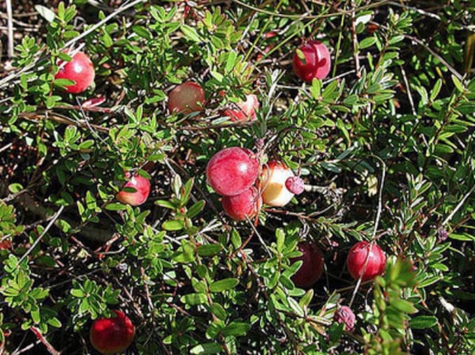 Vaccinium cor. 'Pink Lemonade' - Blauwe bes 30-40 cm in pot