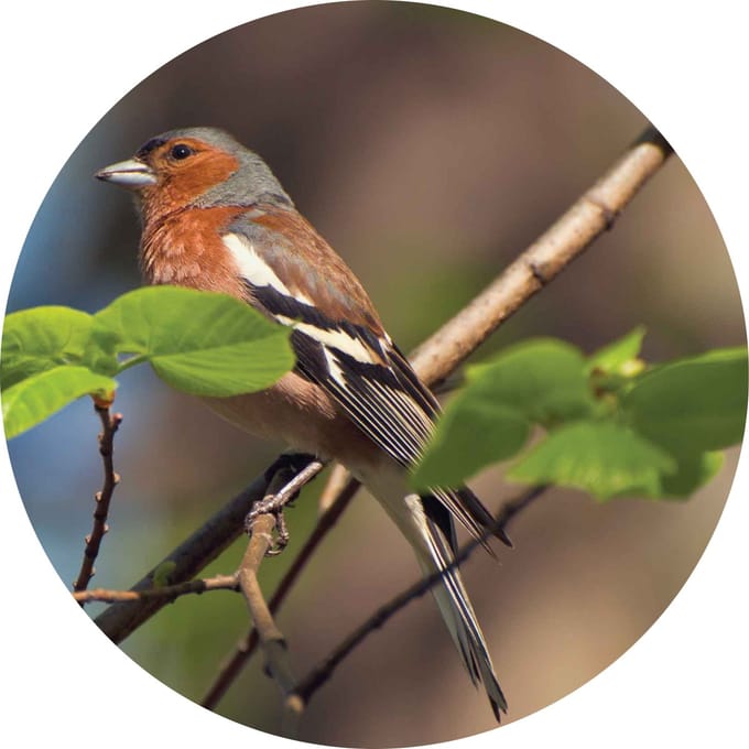 Wandcirkel Muurcirkel 15cm dibond Vogel blad