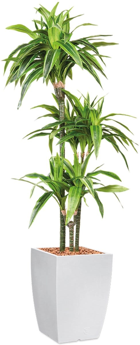 Kunstplant Dracaena Lemon Lime in Genesis vierkant H150 cm