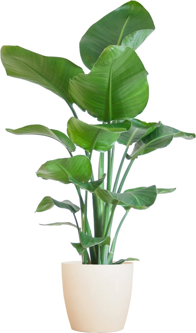 Witte paradijsvogelplant met Viber pot Wit, Strelitzia Nicolai, Ø21cm - 80cm