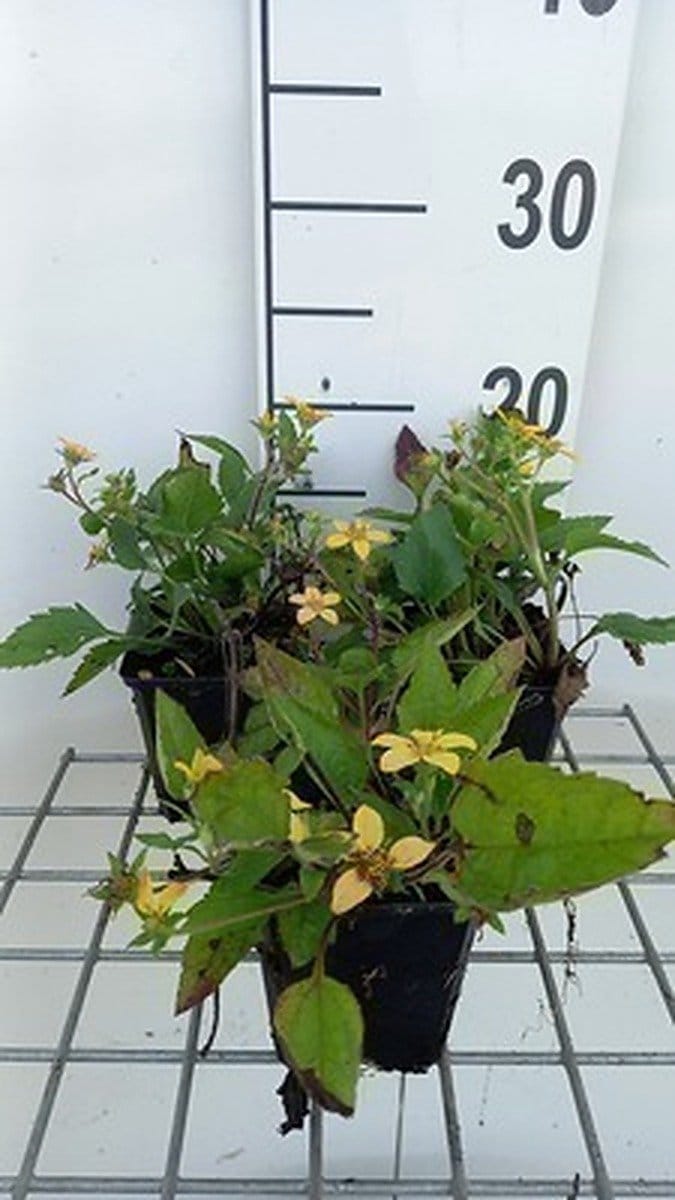 6x Chrysogonum - Chrysogonum virginianum | 9x9 cm pot