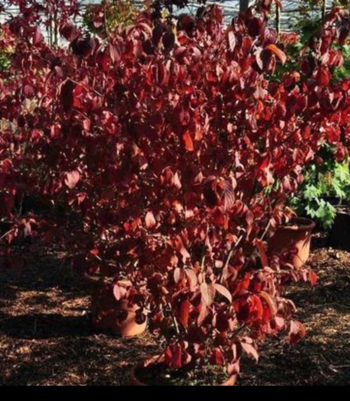 Viburnum plic. 'Lanarth' - Japanse Sneeuwbal 40- 60 cm in pot