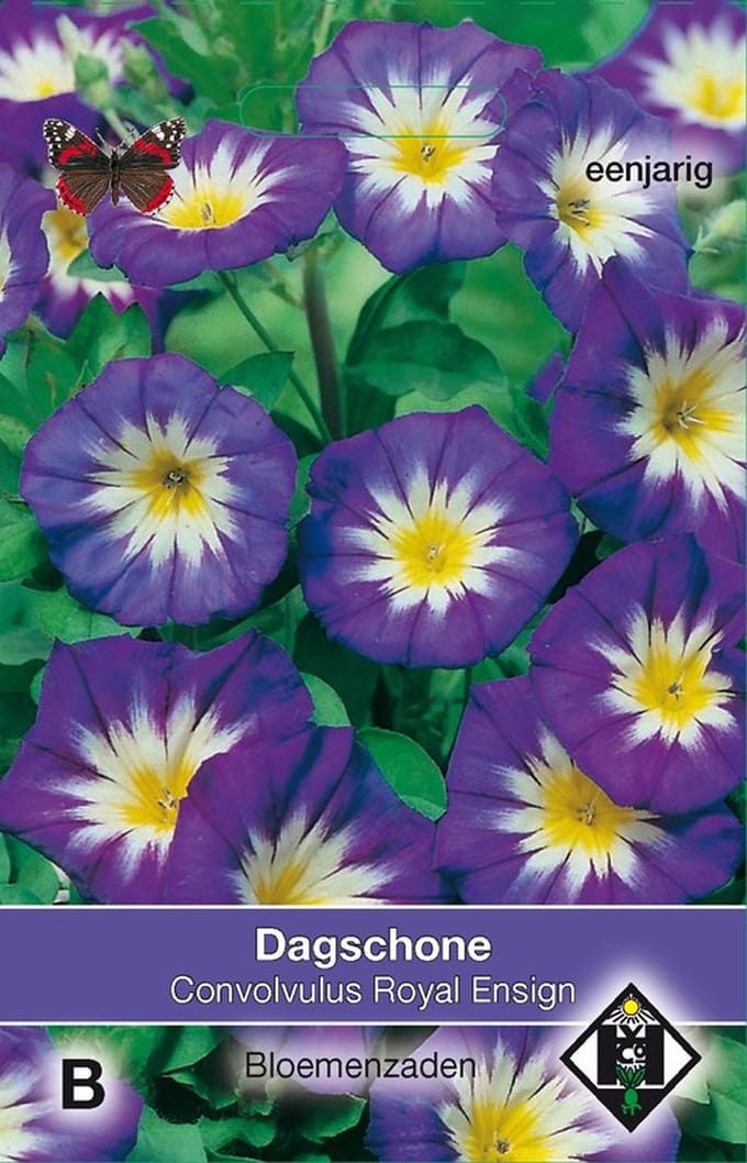 2 stuks Convolvulus tricolor Royal EnsignVan Hemert & Co