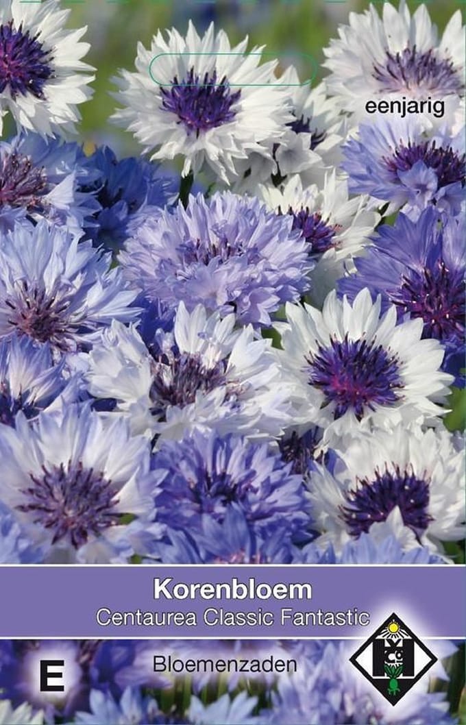 2 stuks Van Hemert & Co Centaurea cyanus Classic Fantastic