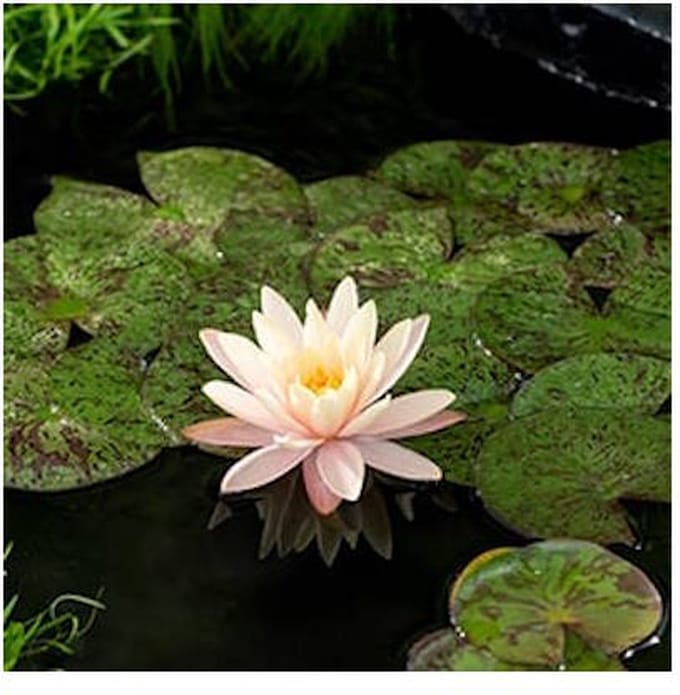 Moerings Nymphaea Mangkala Ubol | Waterlelie | In 11CM pot