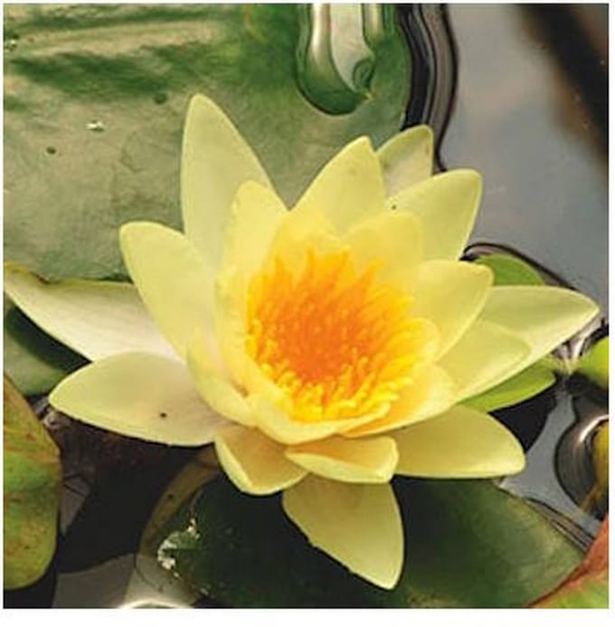 Moerings Nymphaea Yellow Sensation | Waterlelie | In 11CM pot