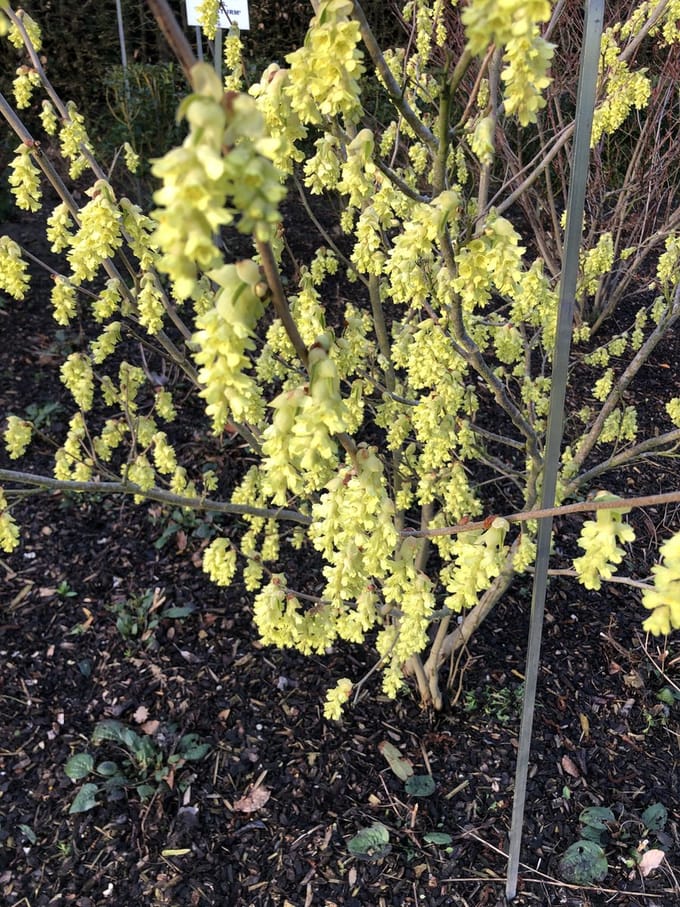 Corylopsis pauciflora - Schijnhazelaar 30 - 40 cm in pot