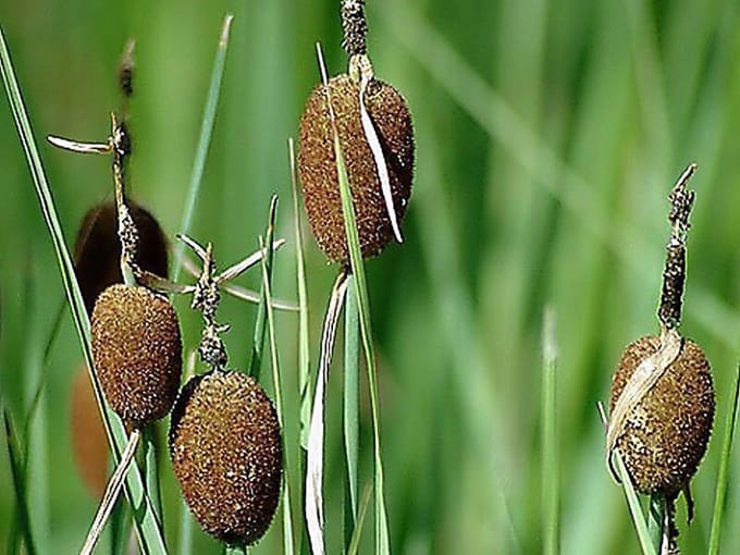 Moerings Typha Minima | Dwerglisdodde | In 9CM pot
