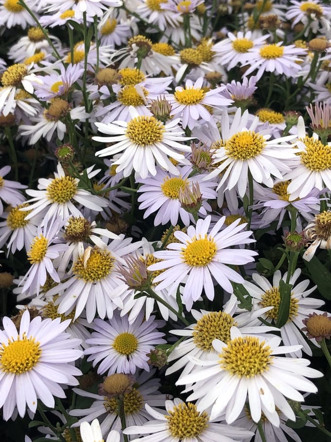6x Zomeraster - Kalimeris inc. 'Madiva' | 9x9 cm pot