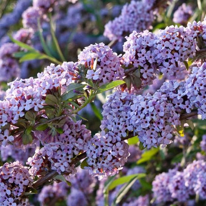 Buddleja Alternifolia - Vlinderstruik 40-60 cm in pot