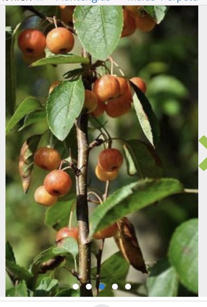 Malus 'Perpetu' - Sierappel 'Evereste' 60 - 100 cm in pot