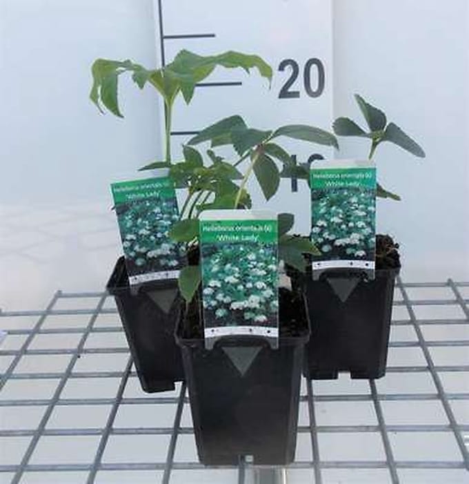 6x Stinkend nieskruid - Helleborus or. 'White Lady' | 9x9 cm pot
