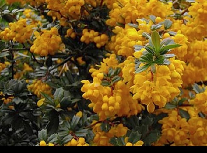 Berberis darwinii - Zuurbes , Darwins Zuurbes 25- 30 cm in pot