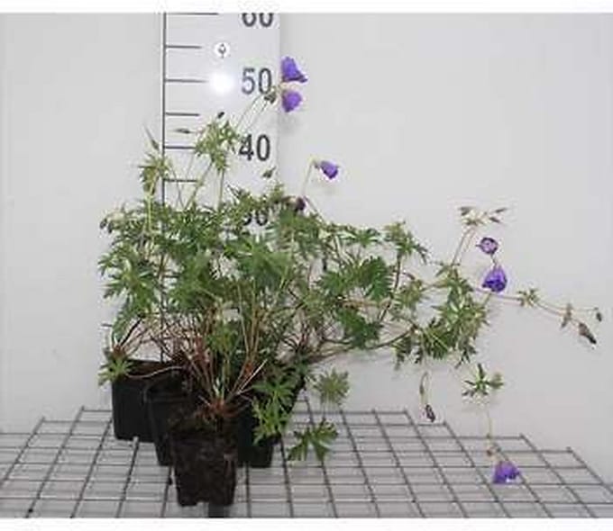 6x Ooievaarsbek - Geranium hybr. 'Orion' | 9x9 cm pot