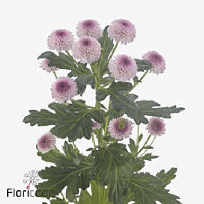 10x Chrysant sugarbunny 70cm