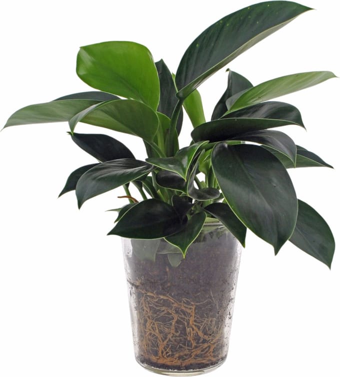 Philodendron Green Princess | 35cm | incl. glazen vaas