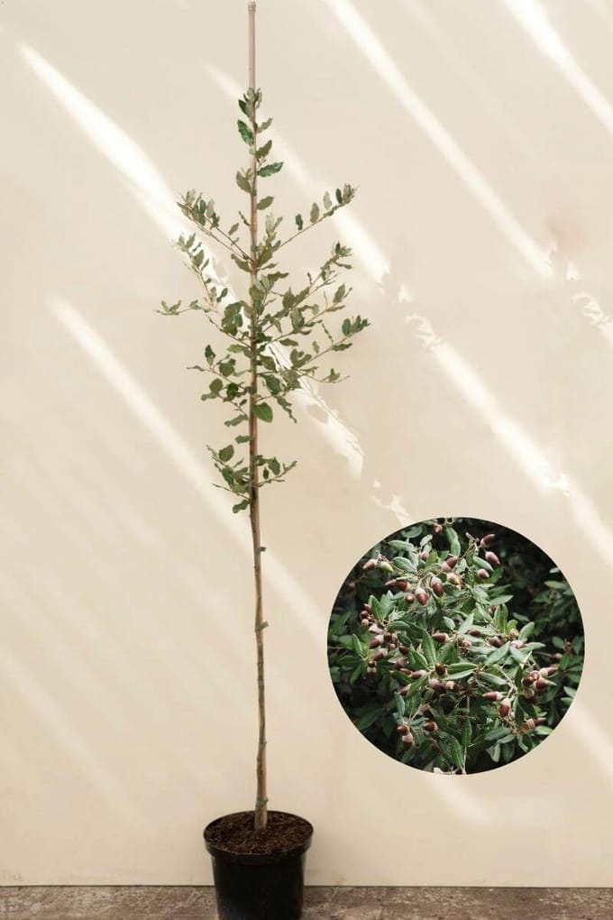 Jonge Steeneik boom | Quercus ilex | 80-100cm hoogte