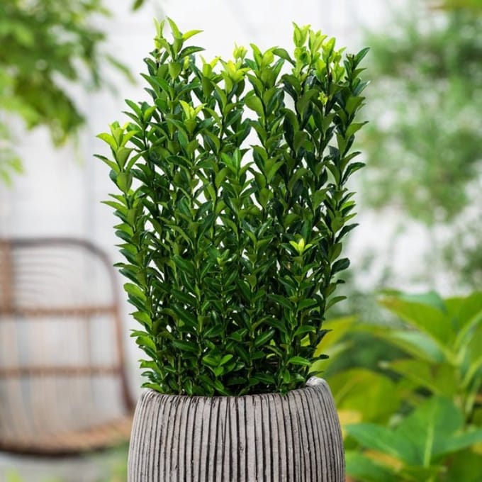 Plants Online BV - Planten - Set van 1 - Japanse kardinaalsmuts 'Green Spire'