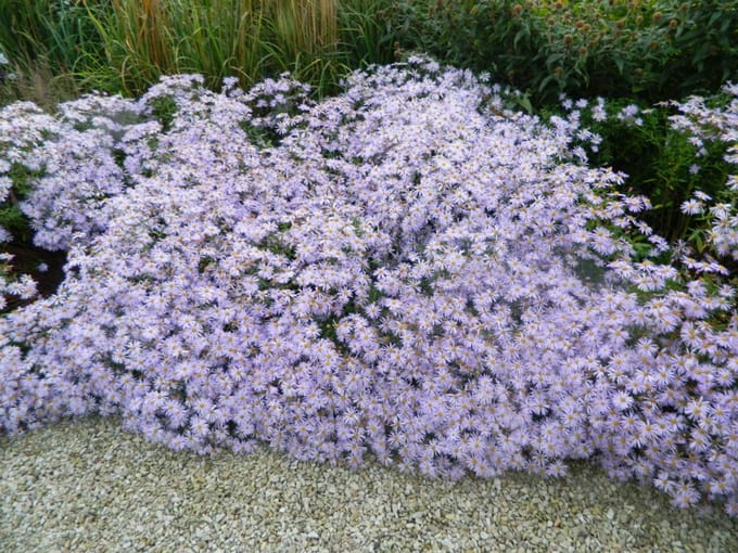6x Zomeraster - Kalimeris Incisa 'Blue Star' | 9x9 cm pot