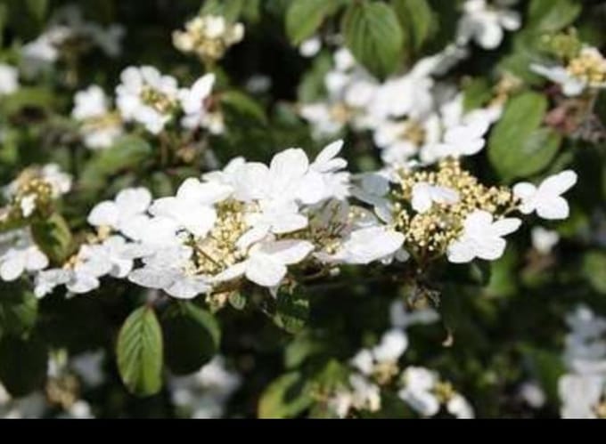 Viburnum plic. 'Watanabe' - Japanse Sneeuwbal 60- 80 cm in pot