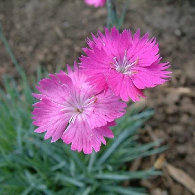 6 x Dianthus Gratianopolitanus - Grasanjer pot 9x9cm - Rotsachtige Kussenbloem