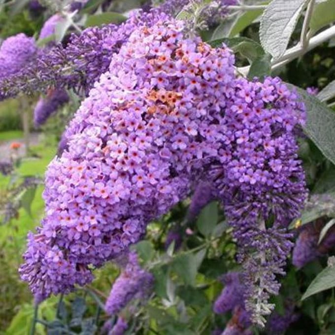 Buddleja 'Lochinch' - Vlinderstruik 40 - 60 cm in pot