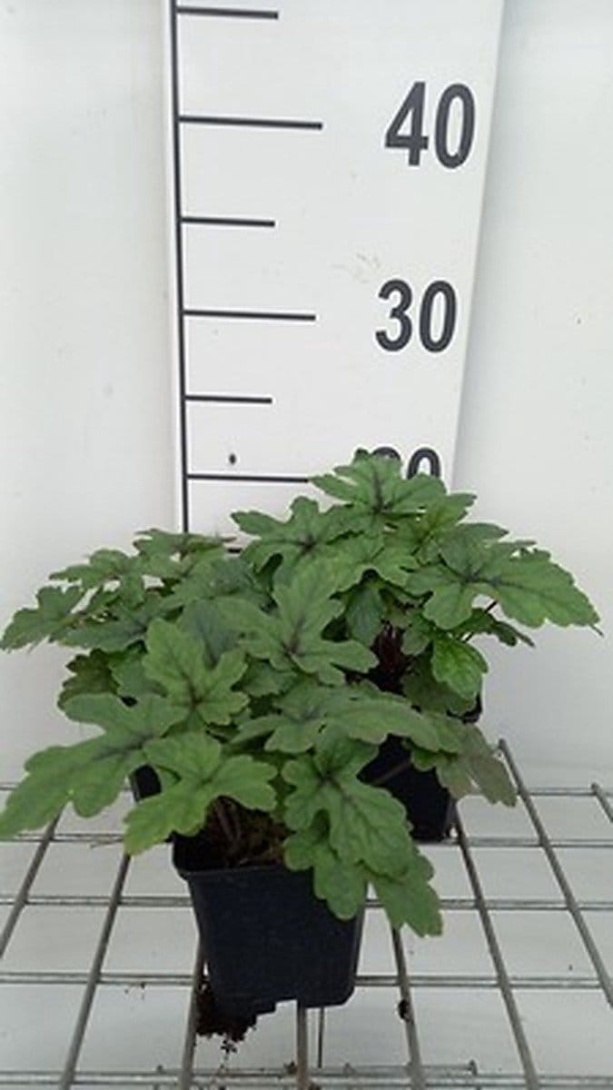 6x Perzische muts - Tiarella hybr. 'Pink Skyrocket'® | 9x9 cm pot