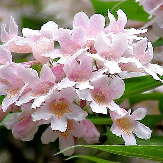 Kolkwitzia amabilis 'Pink Cloud' - Koninginnenstruik 30-50 cm in pot